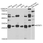 Western blot analysis of extracts of various cell lines, using NTMT1 antibody (abx005364) at 1/1000 dilution.