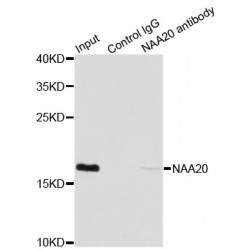 N-Alpha-Acetyltransferase 20 (NAA20) Antibody