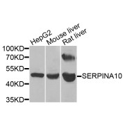 Western blot analysis of extracts of various cell lines, using SERPINA10 antibody (abx005369) at 1/1000 dilution.