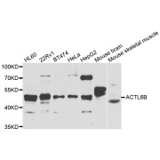 Western blot analysis of extracts of various cell lines, using ACTL6B antibody (abx005371) at 1/1000 dilution.