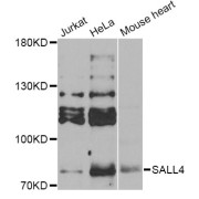 Western blot analysis of extracts of various cell lines, using SALL4 Antibody (abx005379) at 1/1000 dilution.