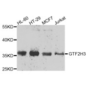 Western blot analysis of extracts of various cell lines, using GTF2H3 antibody (abx005423) at 1/1000 dilution.