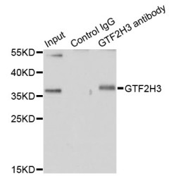 General Transcription Factor IIH, Polypeptide 3 (GTF2H3) Antibody