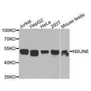 Western blot analysis of extracts of various cell lines, using NSUN6 antibody (abx005439) at 1/1000 dilution.
