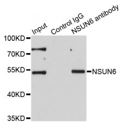 NOP2/Sun RNA Methyltransferase Family Member 6 (NSUN6) Antibody