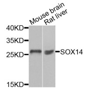 Western blot analysis of extracts of various cell lines, using SOX14 antibody (abx005448) at 1/1000 dilution.