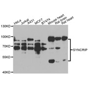 Western blot analysis of extracts of various cell lines, using SYNCRIP antibody (abx005450) at 1/1000 dilution.