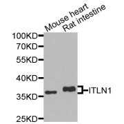 Western blot analysis of extracts of various cell lines, using ITLN1 antibody (abx005461) at 1/1000 dilution.