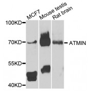 Western blot analysis of extracts of various cell lines, using ATMIN antibody (abx005479) at 1/1000 dilution.