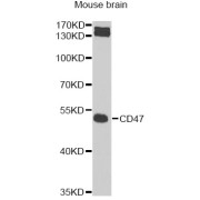 Western blot analysis of extracts of mouse brain, using CD47 Antibody (abx005485) at 1/1000 dilution.