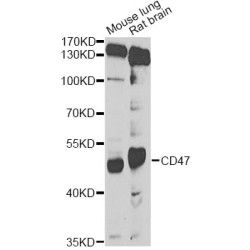 Leukocyte Surface Antigen CD47 (CD47) Antibody