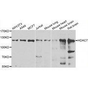 Western blot analysis of extracts of various cell lines, using HDAC7 antibody (abx005492) at 1/1000 dilution.