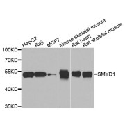 Western blot analysis of extracts of various cell lines, using SMYD1 antibody (abx005515) at 1/1000 dilution.