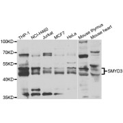 Western blot analysis of extracts of various cell lines, using SMYD3 antibody (abx005516) at 1/1000 dilution.