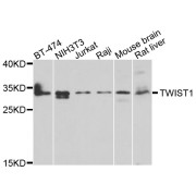 Western blot analysis of extracts of various cell lines, using TWIST1 antibody (abx005521) at 1/1000 dilution.