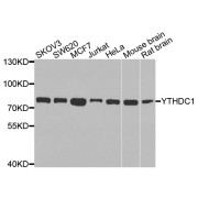 Western blot analysis of extracts of various cell lines, using YTHDC1 antibody (abx005525) at 1/1000 dilution.