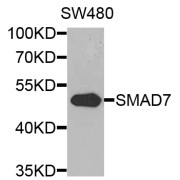 Western blot analysis of extracts of SW480 cells, using SMAD7 antibody (abx005608) at 1/1000 dilution.