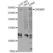 Western blot analysis of extracts of various cell lines, using CREBBP Antibody (abx005610) at 1/1000 dilution.