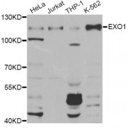 Western blot analysis of extracts of various cell lines, using EXO1 Antibody (abx005613) at 1/1000 dilution.