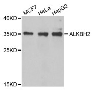 Western blot analysis of extracts of various cell lines, using ALKBH2 antibody (abx005629) at 1/1000 dilution.