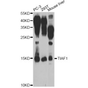 Western blot analysis of extracts of various cell lines, using TIAF1 Antibody (abx005651) at 1/1000 dilution.