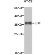 Western blot analysis of extracts of HT-29 cells, using EHF antibody (abx005654) at 1/1000 dilution.