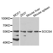 Western blot analysis of extracts of various cell lines, using SOCS4 antibody (abx005669) at 1/1000 dilution.