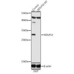 NADH Ubiquinone Oxidoreductase Core Subunit S3 (NDUFS3) Antibody