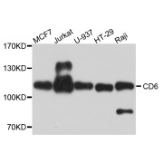 Western blot analysis of extracts of various cell lines, using CD6 antibody (abx005684) at 1/1000 dilution.