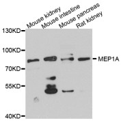 Western blot analysis of extracts of various cell lines, using MEP1A antibody (abx005700) at 1/1000 dilution.