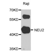 Western blot analysis of extracts of Raji cells, using NEU2 antibody (abx005702) at 1/1000 dilution.