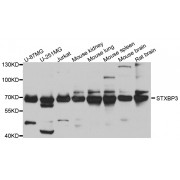 Western blot analysis of extracts of various cell lines, using STXBP3 antibody (abx005708) at 1/1000 dilution.