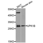 Western blot analysis of extracts of various cell lines, using UPK1B antibody (abx005710) at 1/1000 dilution.