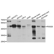 Western blot analysis of extracts of various cell lines, using RGS20 antibody (abx005714) at 1/1000 dilution.