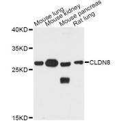 Western blot analysis of extracts of various cell lines, using CLDN8 antibody (abx005720) at 1:3000 dilution.