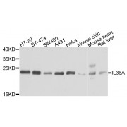 Western blot analysis of extracts of various cell lines, using IL36A antibody (abx005735) at 1/1000 dilution.