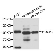 Western blot analysis of extracts of various cell lines, using HOOK2 antibody (abx005738) at 1/1000 dilution.