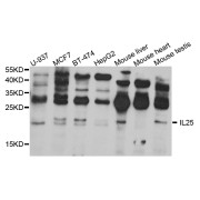 Western blot analysis of extracts of various cell lines, using IL25 antibody (abx005765) at 1/1000 dilution.