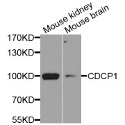 Western blot analysis of extracts of various cell lines, using CDCP1 antibody (abx005767) at 1/1000 dilution.