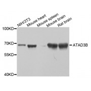 Western blot analysis of extracts of various cell lines, using ATAD3B antibody (abx005775) at 1/1000 dilution.