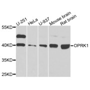 Western blot analysis of extracts of various cell lines, using OPRK1 antibody (abx005794) at 1/1000 dilution.