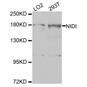 Western blot analysis of extracts of various cell lines, using NID1 antibody (abx005803) at 1/1000 dilution.