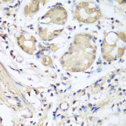 Nidogen 1/Entactin (NID1) Antibody