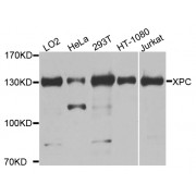 Western blot analysis of extracts of various cell lines, using XPC antibody (abx005805) at 1/1000 dilution.