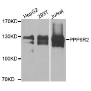 Western blot analysis of extracts of various cell lines, using PPP6R2 antibody (abx005808) at 1/1000 dilution.