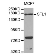 Western blot analysis of extracts of MCF-7 cells, using SFI1 antibody (abx005809) at 1/1000 dilution.