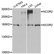 Western blot analysis of extracts of various cell lines, using NCOR2 antibody (abx005819) at 1/1000 dilution.