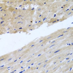 RAB24, Member RAS Oncogene Family (RAB24) Antibody