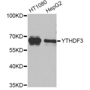 Western blot analysis of extracts of various cell lines, using YTHDF3 Antibody (abx005822) at 1/1000 dilution.