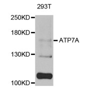 Western blot analysis of extracts of 293T cells, using ATP7A antibody (abx005825) at 1/1000 dilution.